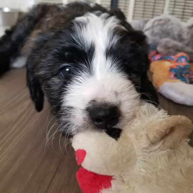 Amethyst  - Bernedoodle Female