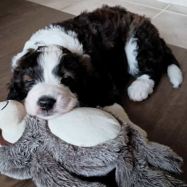 Jasper - Bernedoodle Male