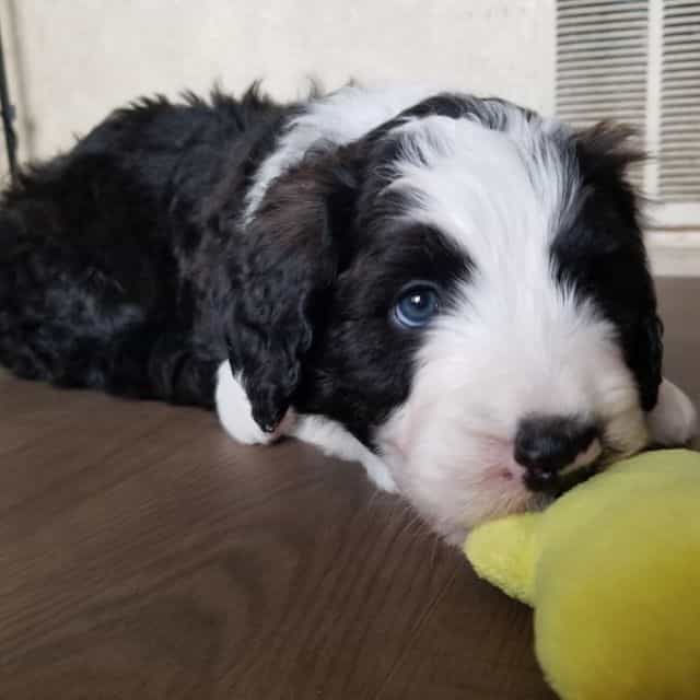Adamite  - Bernedoodle Male