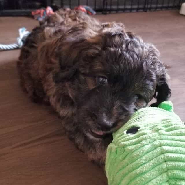 Opal - Bernedoodle Female
