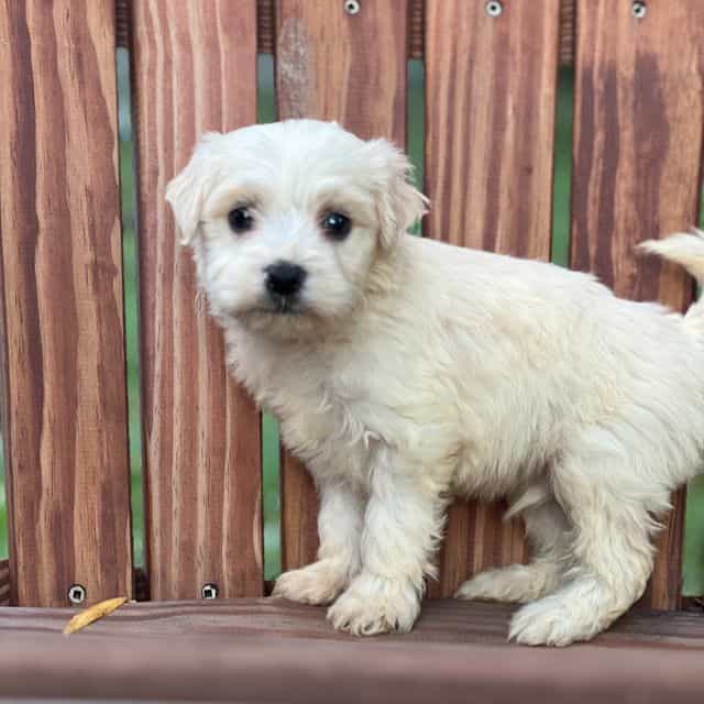 Dulce  - Havanese Male