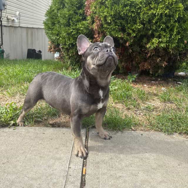 Bluey - French Bulldog Male