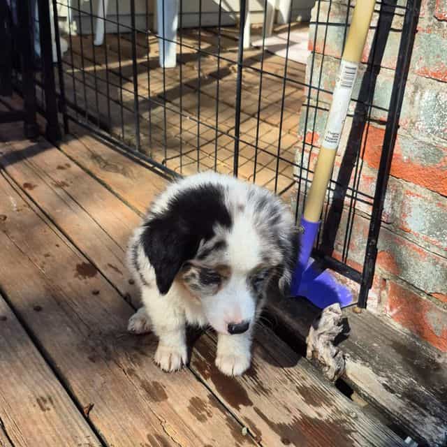 Texas - Australian Shepherd Male