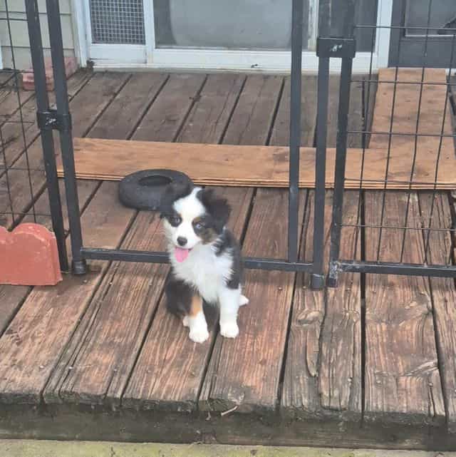 Maine. (Toy) - Australian Shepherd Female
