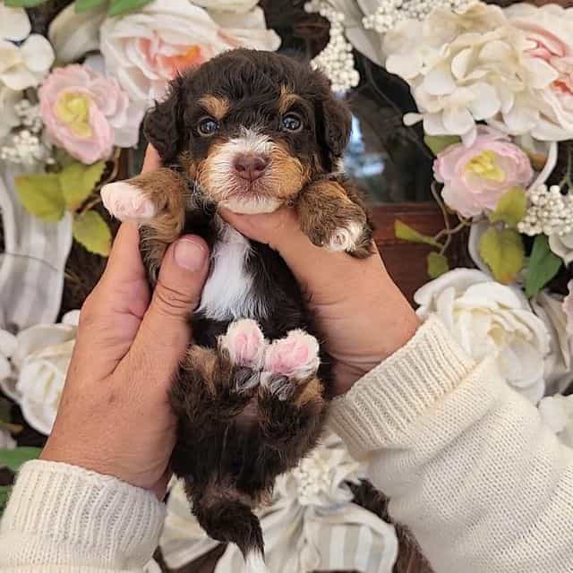Diamo - Bernedoodle Male