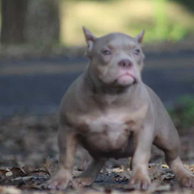 Star - American Bully Female