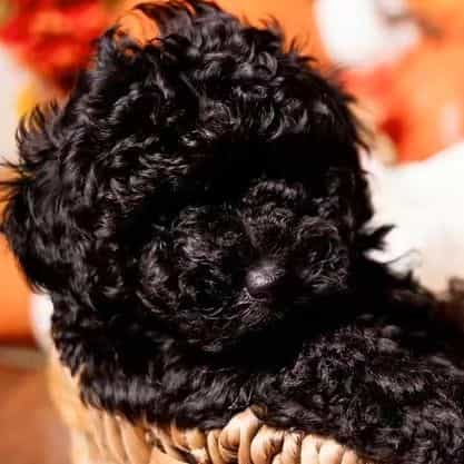 Onyx - Toy Poodle Female