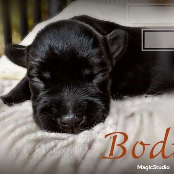 Bodi - Miniature Schnauzer Male
