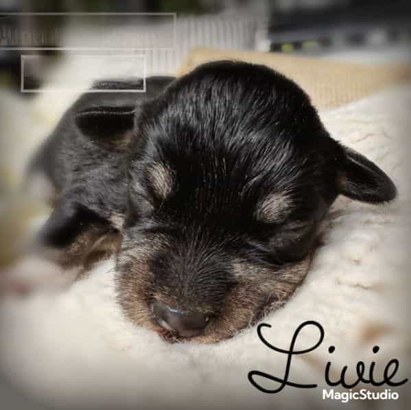 Livie - Miniature Schnauzer Female