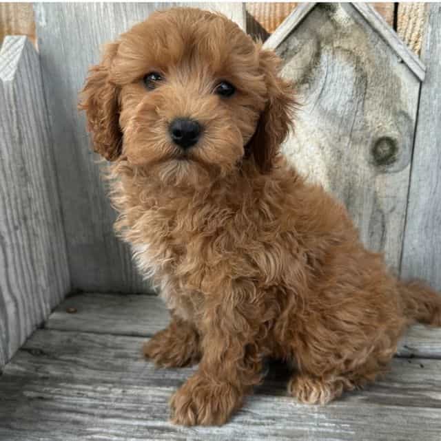 Taco - Cavapoo Male