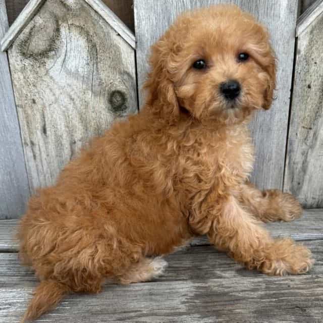 Pepper - Cavapoo Female