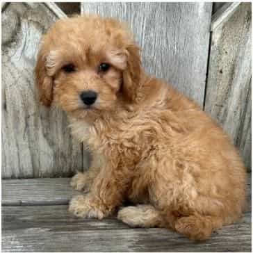 Olive - Cavapoo Female