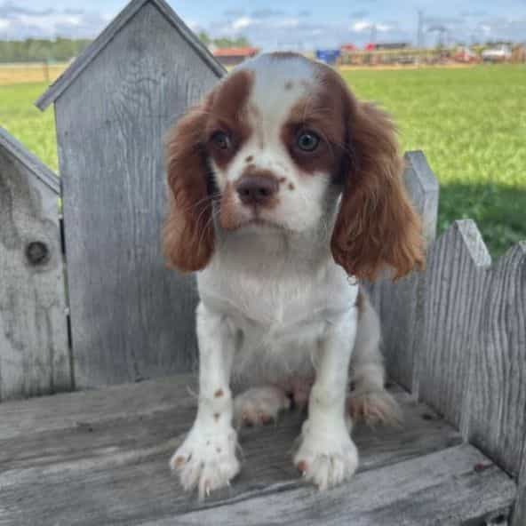 Bert - Cavalier King Charles Spaniel Male