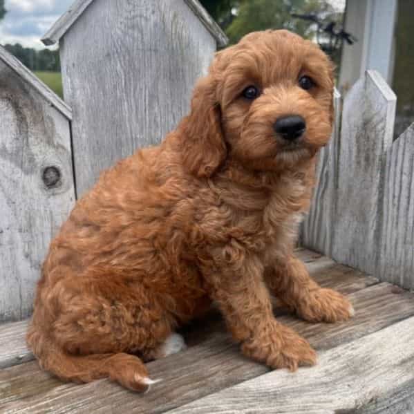 Washington - Cavapoo Male