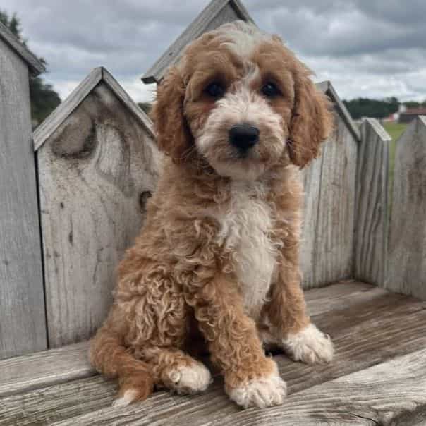 Montana - Cavapoo Male