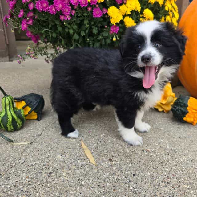 Bentley  - Australian Shepherd Male