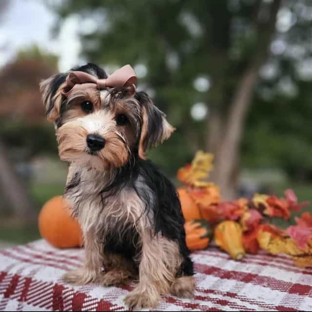 Piper - Yorkshire Terrier Female