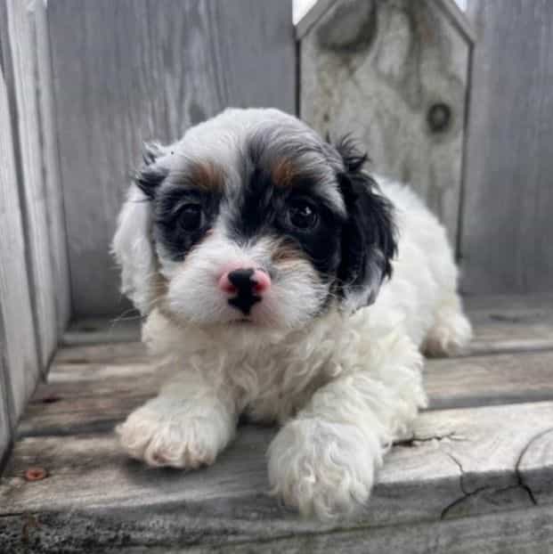 Liam - Cavapoo Male