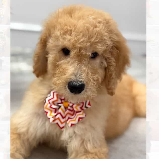Chai  - Standard Poodle Male