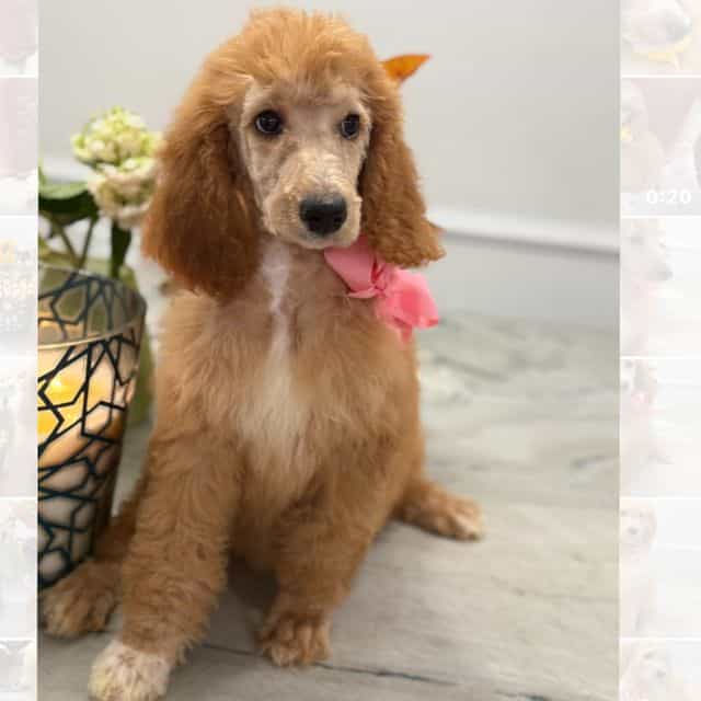 GINGER - Standard Poodle Male