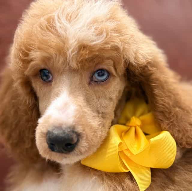 Pixel  - Standard Poodle Male