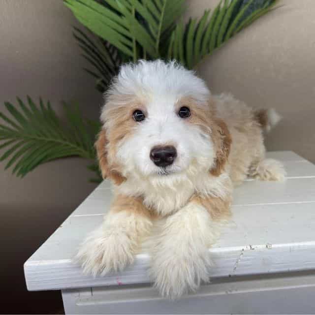 Nanda - Bernedoodle Female