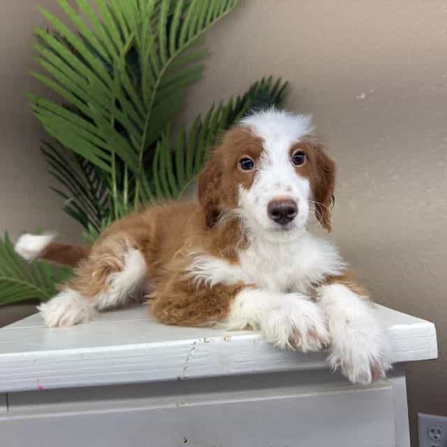 Bella - Bernedoodle Female
