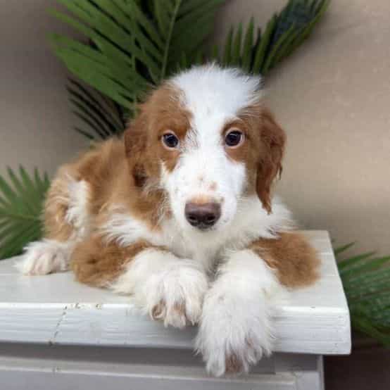 Bella - Bernedoodle Female