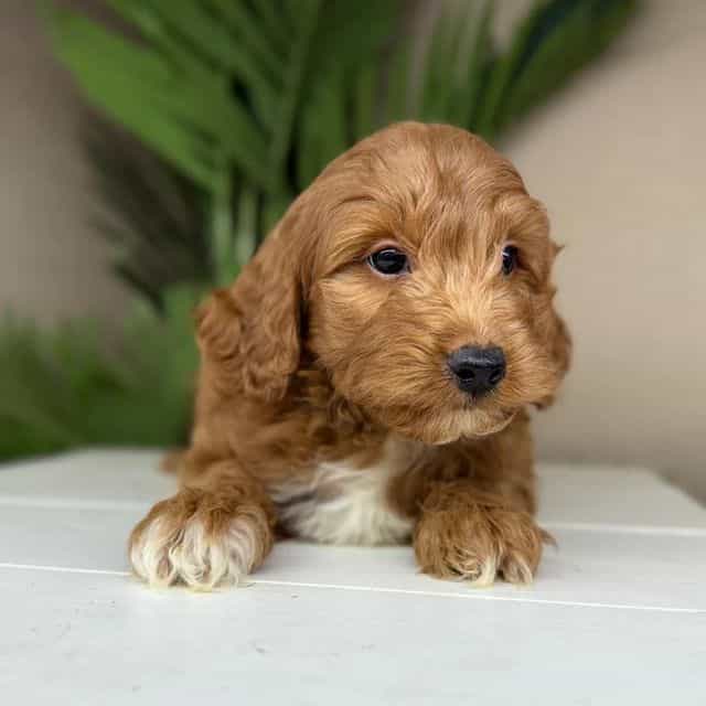 Edgar - Goldendoodle Male
