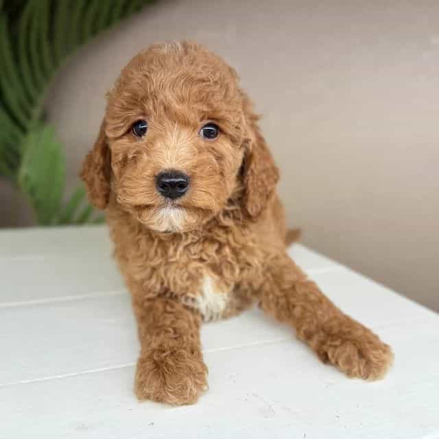 David - Goldendoodle Male