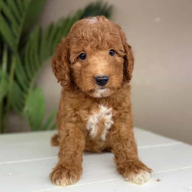 Benjamin - Goldendoodle Male