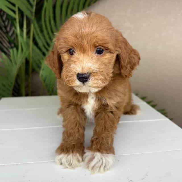 Antonia - Goldendoodle Female
