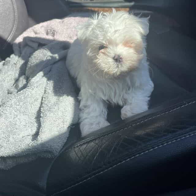 Timmy - Maltese Male