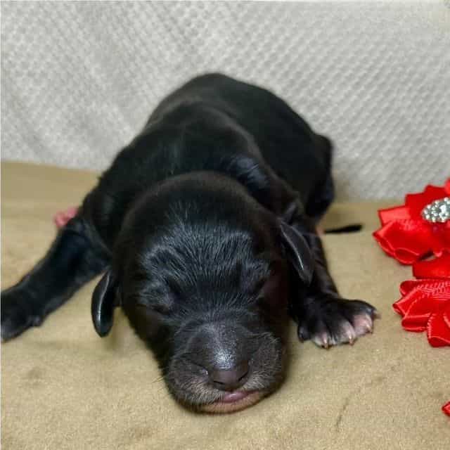 Clara - Goldendoodle Female