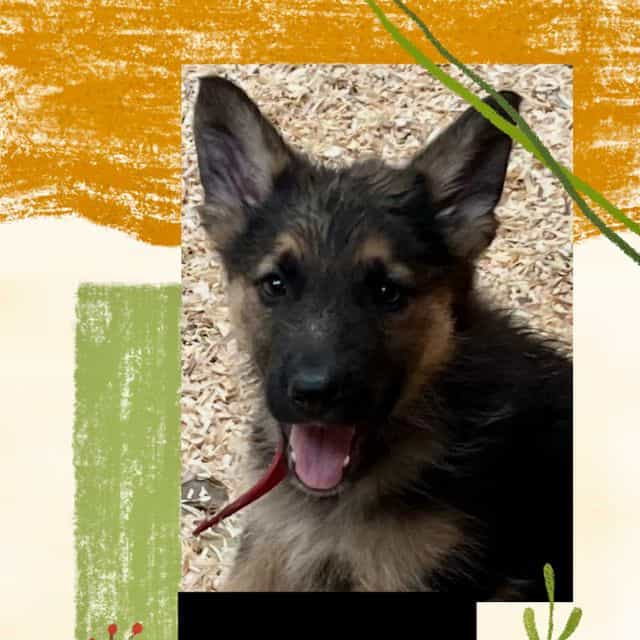 Redmond - German Shepherd Dog Male