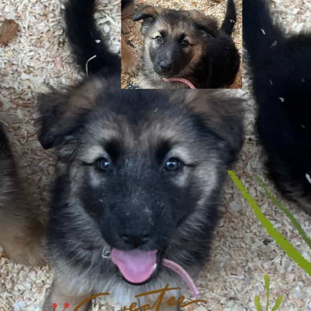 Princess Leia  - German Shepherd Dog Female