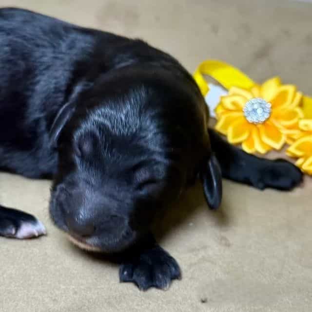 Caramel - Goldendoodle Female