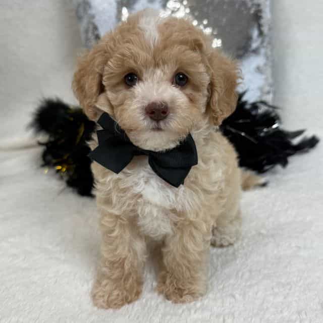 Aspen's Black B - Bernedoodle Male