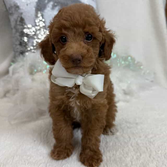 Aspen's White B - Bernedoodle Male