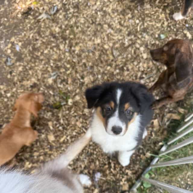 Jason, hold - Australian Shepherd Female