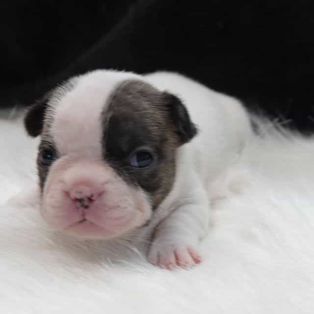 Clover - French Bulldog Female