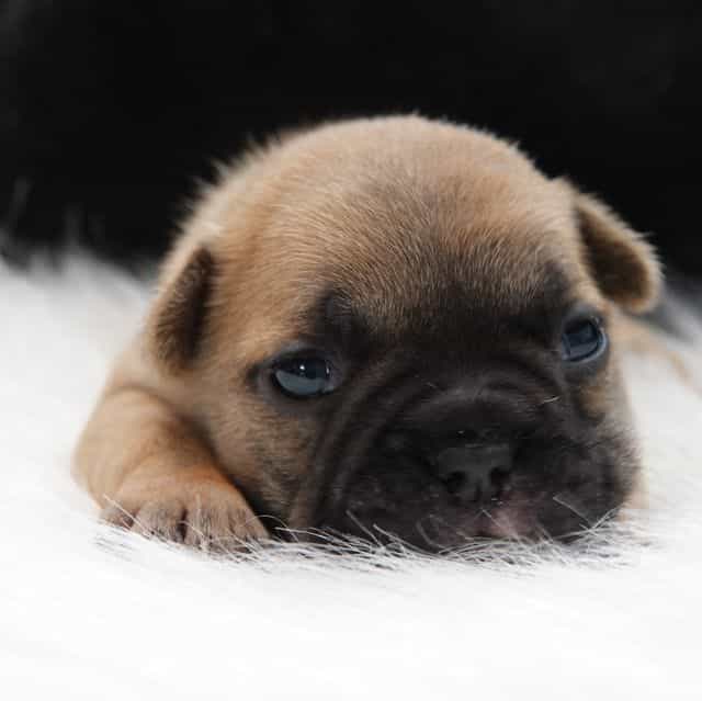 Sasha - French Bulldog Female