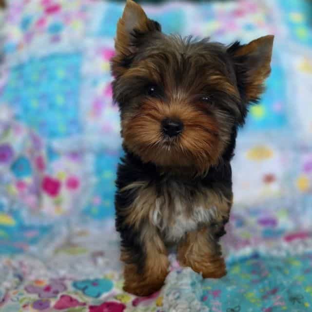 Maui  - Yorkshire Terrier Female