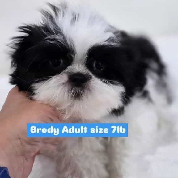 Brody  - Shih Tzu Male