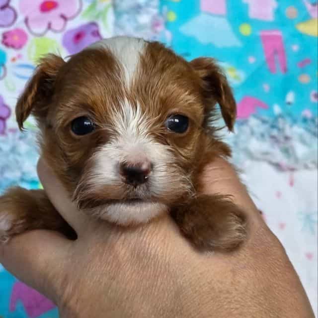 Poppy - Yorkipoo Male