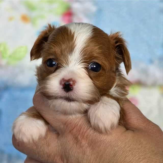 Rio - Yorkipoo Male