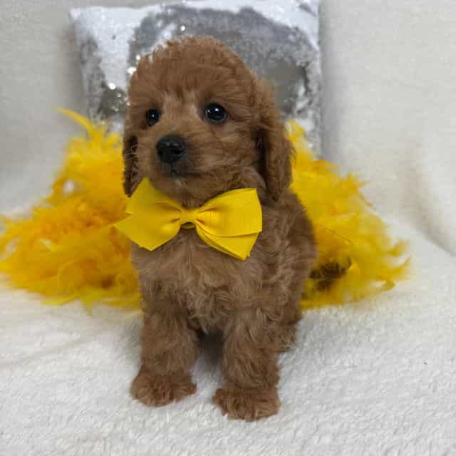 Aspen's Yellow  - Bernedoodle Male