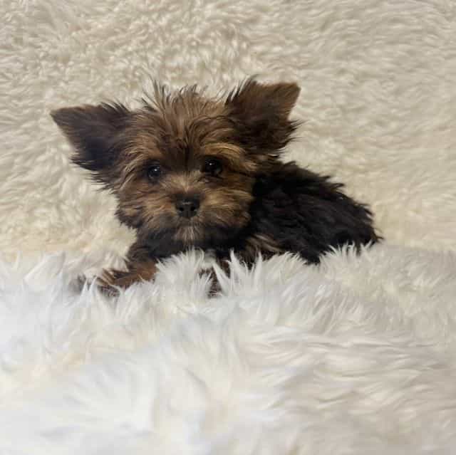 Stanley  - Yorkshire Terrier Male