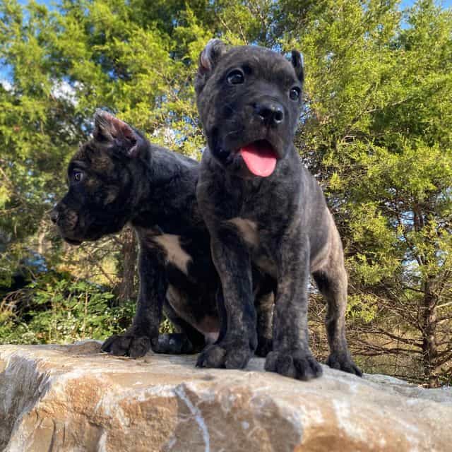 Chino  - Cane Corso Male