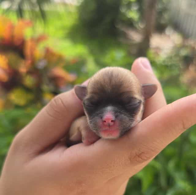 Bean - Chihuahua Male